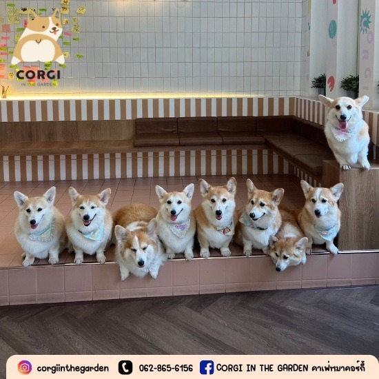 คาเฟ่สุนัข กรุงเทพ - Dog Cafe Bkk - CORGI IN THE GARDEN