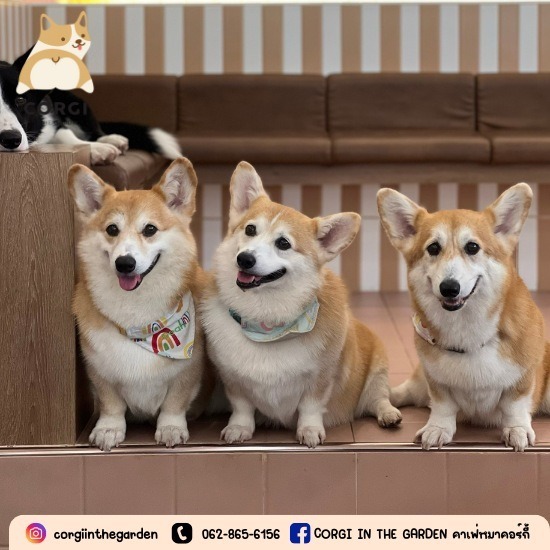 คาเฟ่สุนัข ฝั่งธน - Dog Cafe Bkk - CORGI IN THE GARDEN