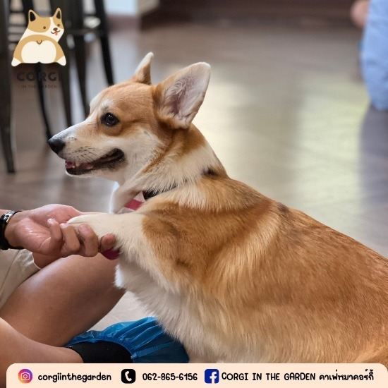 คาเฟ่สุนัขใกล้ฉัน