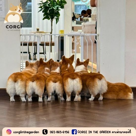 dog café ใกล้ฉัน
