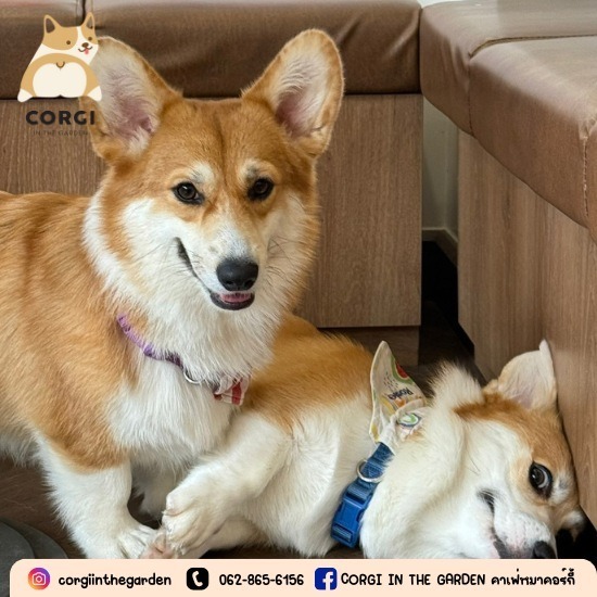 Dog Cafe Bkk Dog Cafe Bkk