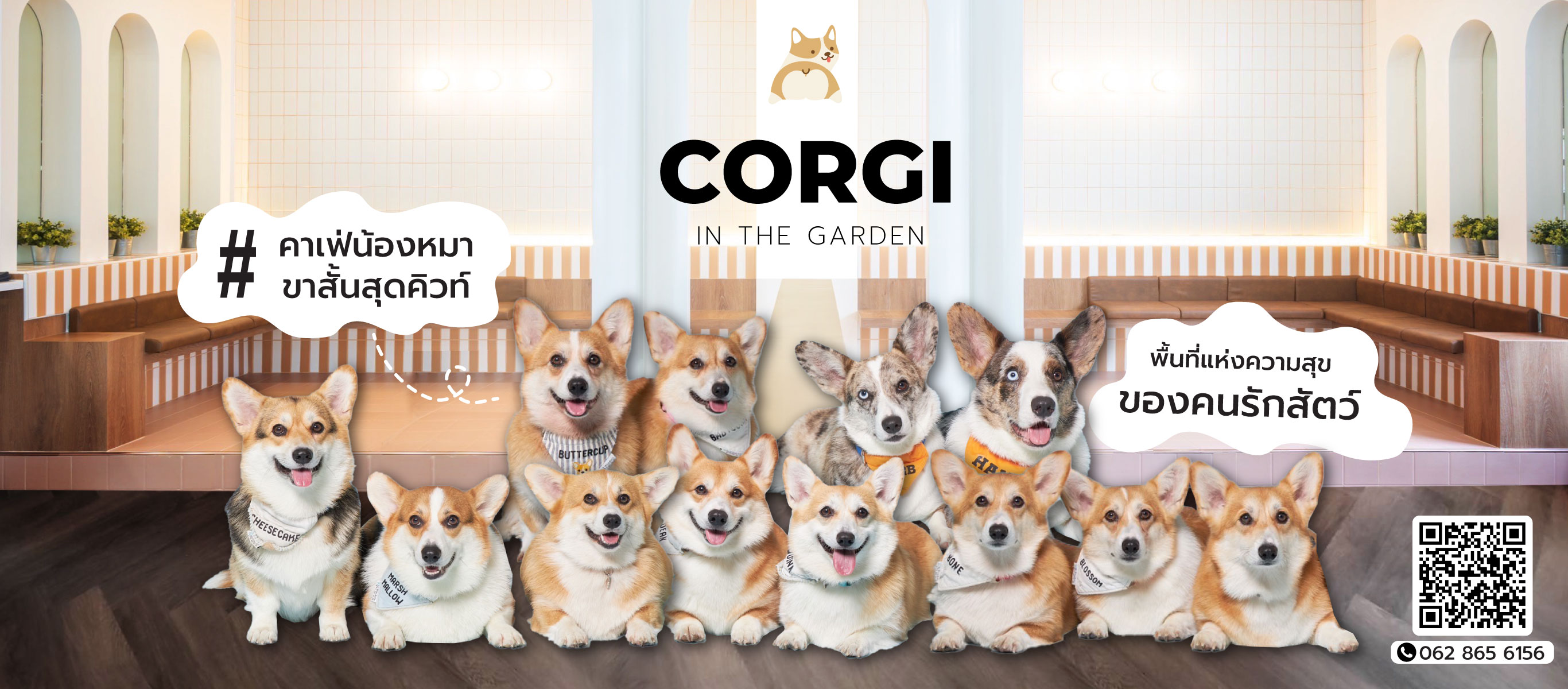 Dog-Cafe-Bkk-Corgi-in-the-garden-(178600)