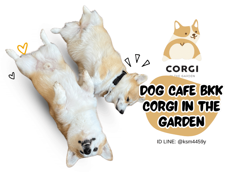 Dog Cafe หมาคอร์กี้