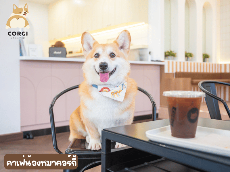 คาเฟ่น้องหมาคอร์กี้