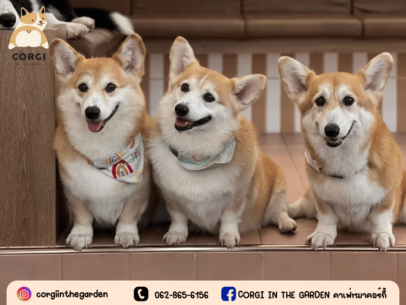 Corgi Dog Lovers Corgi Dog Lovers